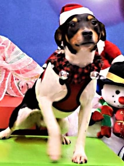 Bartok, an adoptable Rat Terrier in London, ON, N6E 3A2 | Photo Image 6