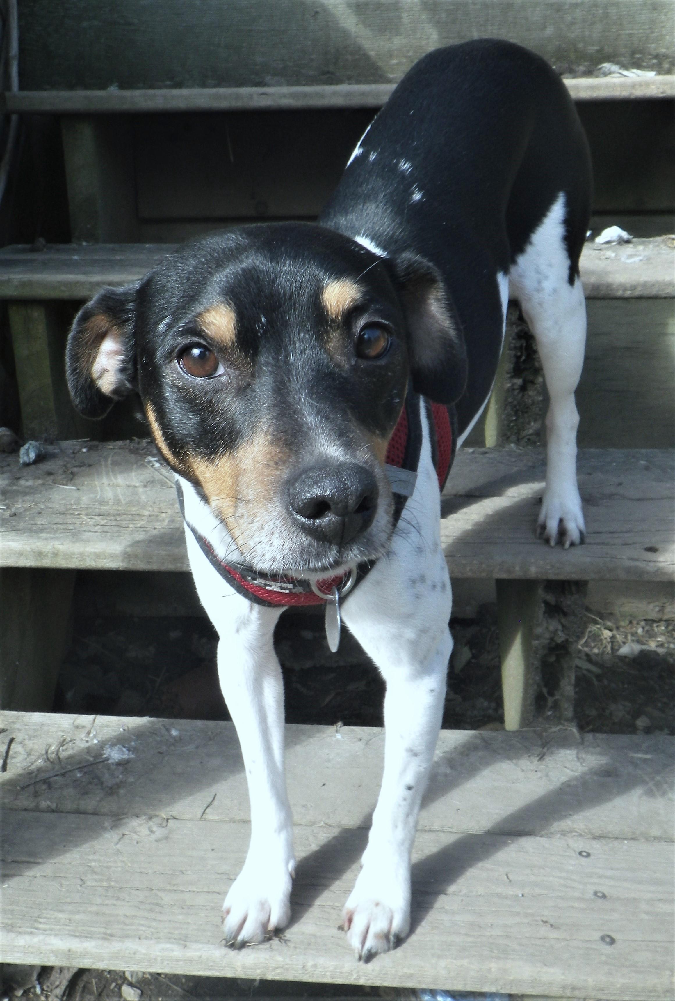 Bartok, Adoptable, Adult Male Rat Terrier.