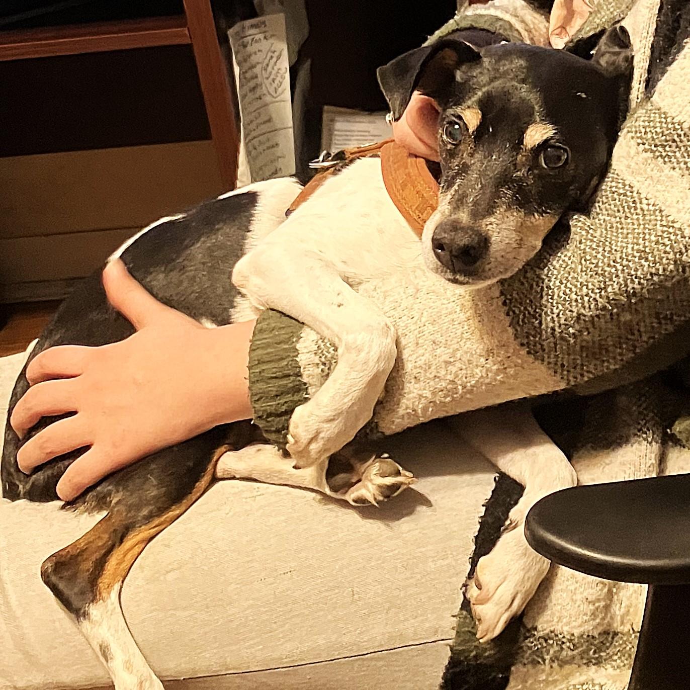 Bartok, an adoptable Rat Terrier in London, ON, N6E 3A2 | Photo Image 4