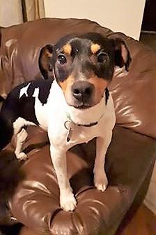 Bartok, a Adoptable mixed breed in London, ON image 5/6