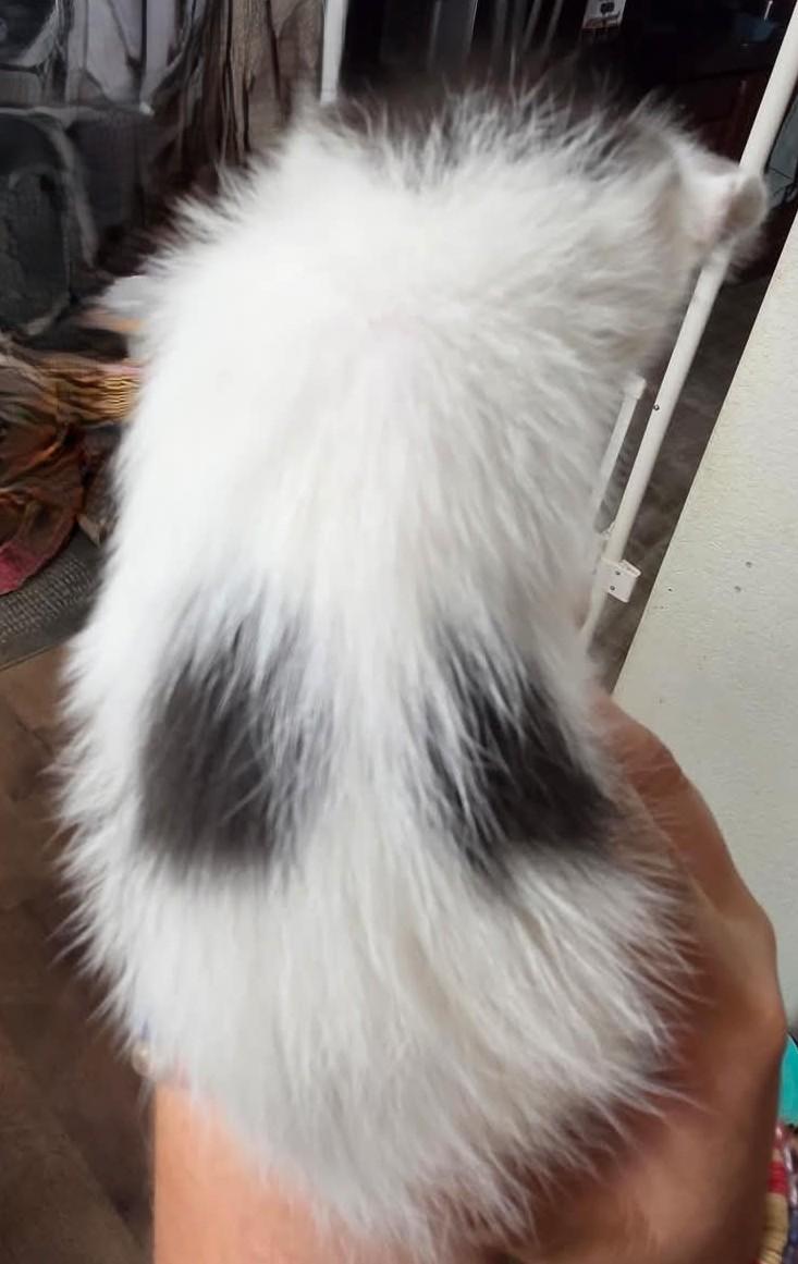 Enlarge Sparrow, a Adoptable mixed breed in Tehachapi, CA image 4/5