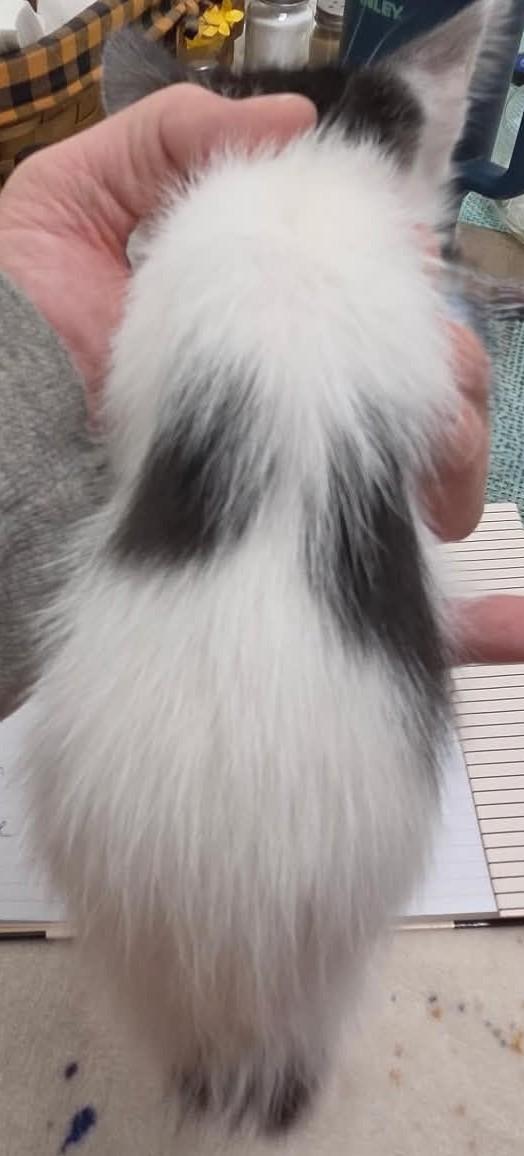 Enlarge Sparrow, a Adoptable mixed breed in Tehachapi, CA image 5/5