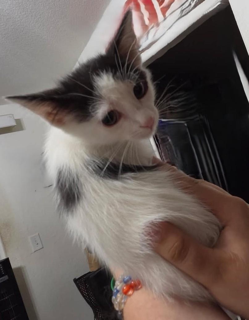 Enlarge Sparrow, a Adoptable mixed breed in Tehachapi, CA image 3/5
