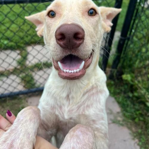 Enlarge Sam, a Adoptable mixed breed in Hamden, CT image 1/5