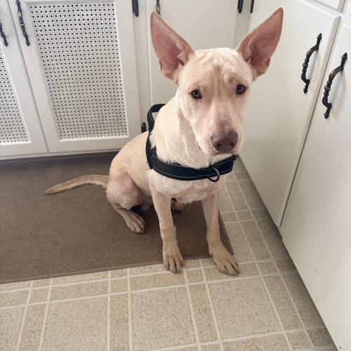 Enlarge Sam, a Adoptable mixed breed in Hamden, CT image 2/5