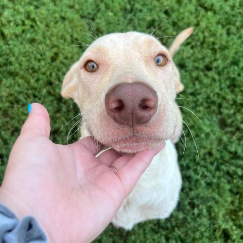 Enlarge Sam, a Adoptable mixed breed in Hamden, CT image 3/5