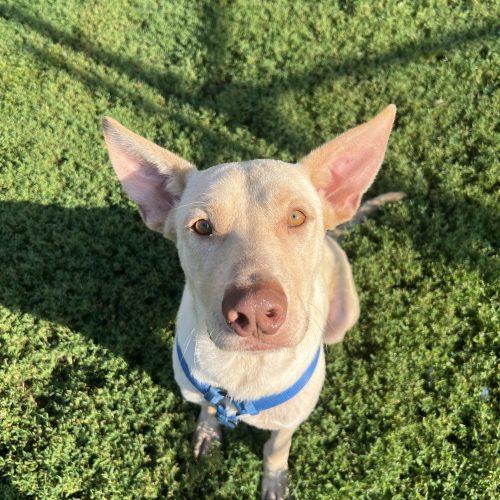 Enlarge Sam, a Adoptable mixed breed in Hamden, CT image 4/5