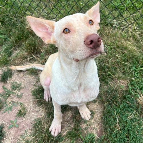 Enlarge Sam, a Adoptable mixed breed in Hamden, CT image 5/5