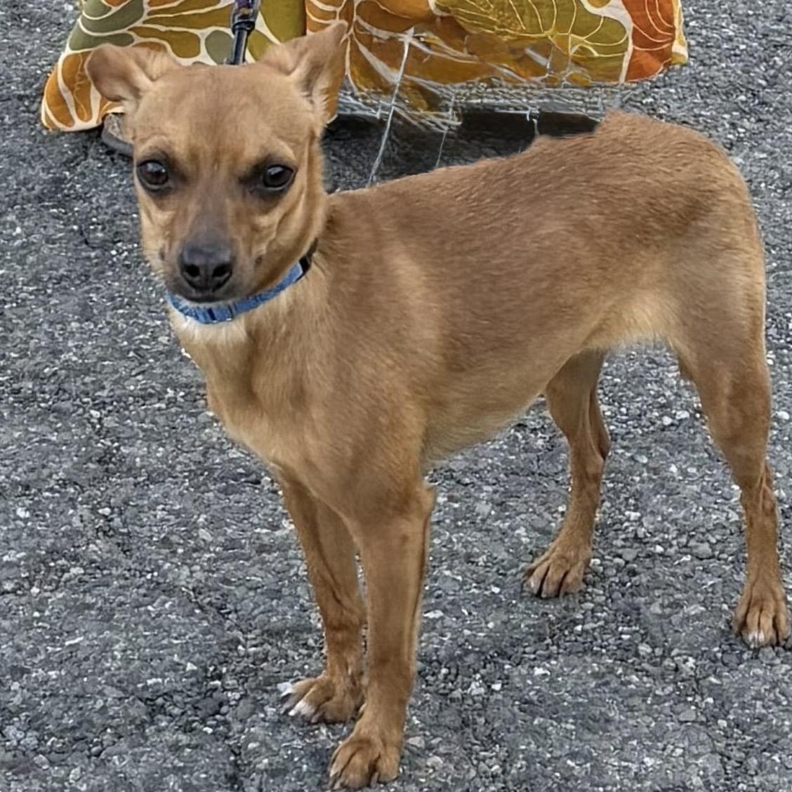 Enlarge Cricket, an adoptable mixed breed in Santa Rosa, CA image 1/1