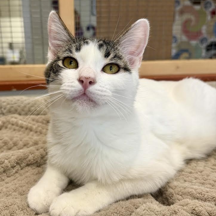 Enlarge Jeb and Jethro , a ADOPTABLE American Shorthair in Jackson, CA image 1/2