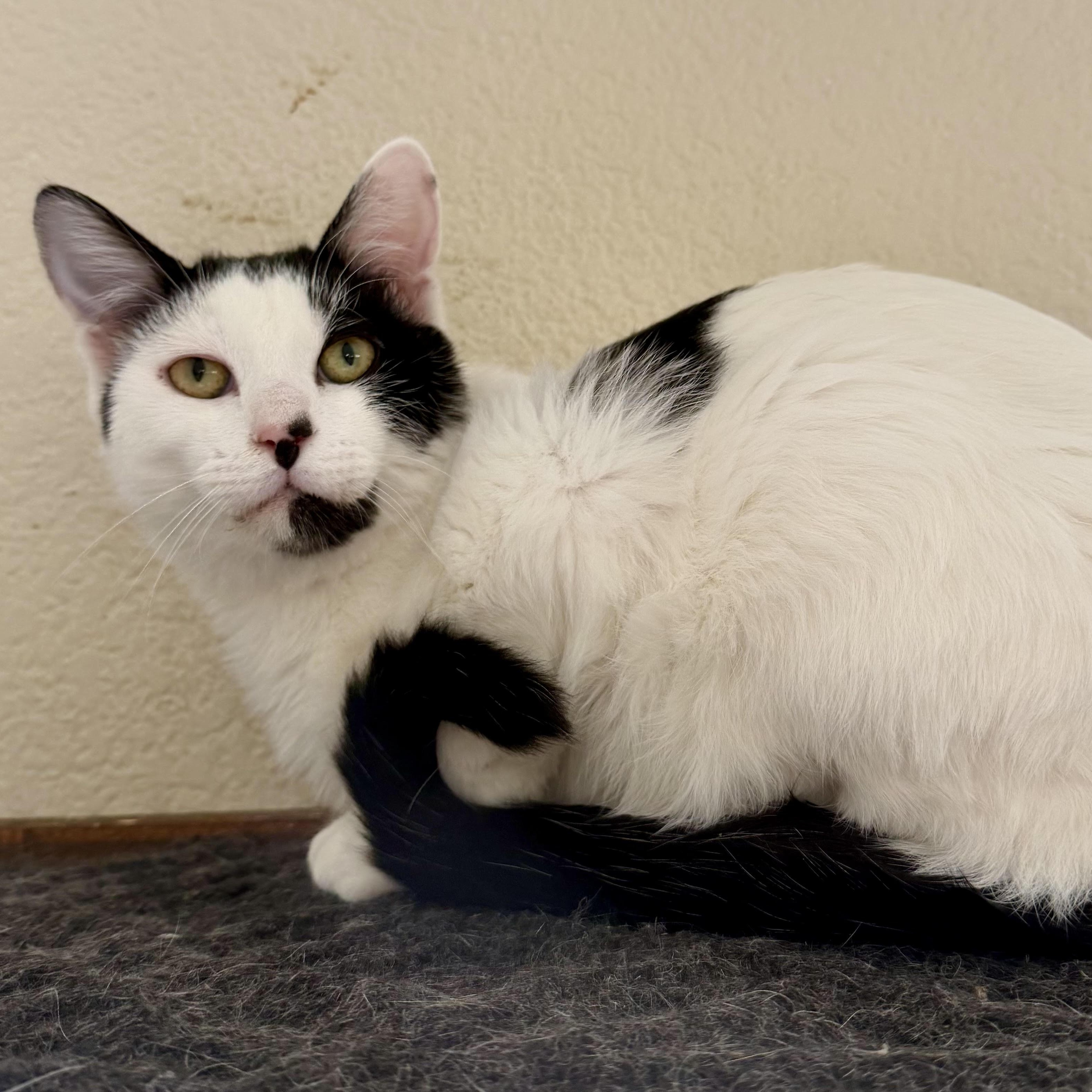 Jethro , ADOPTABLE, Young Male American Shorthair.