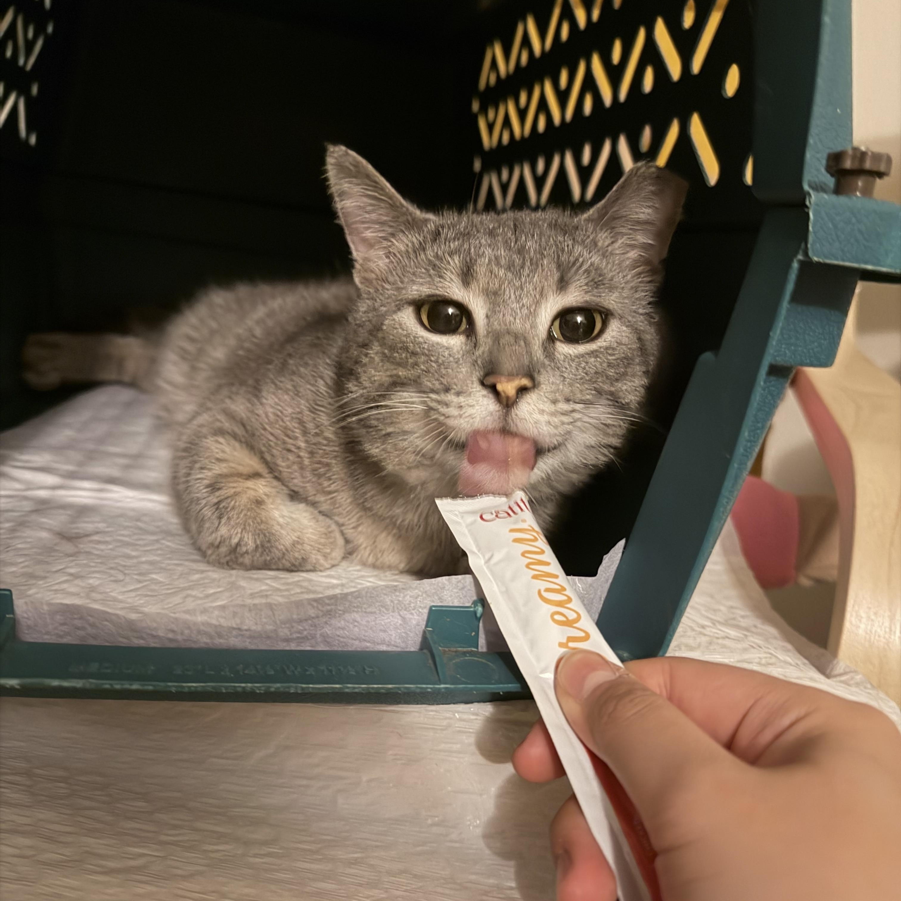 Enlarge Robbie, a ADOPTABLE Domestic Short Hair in Milwaukee, WI image 3/6
