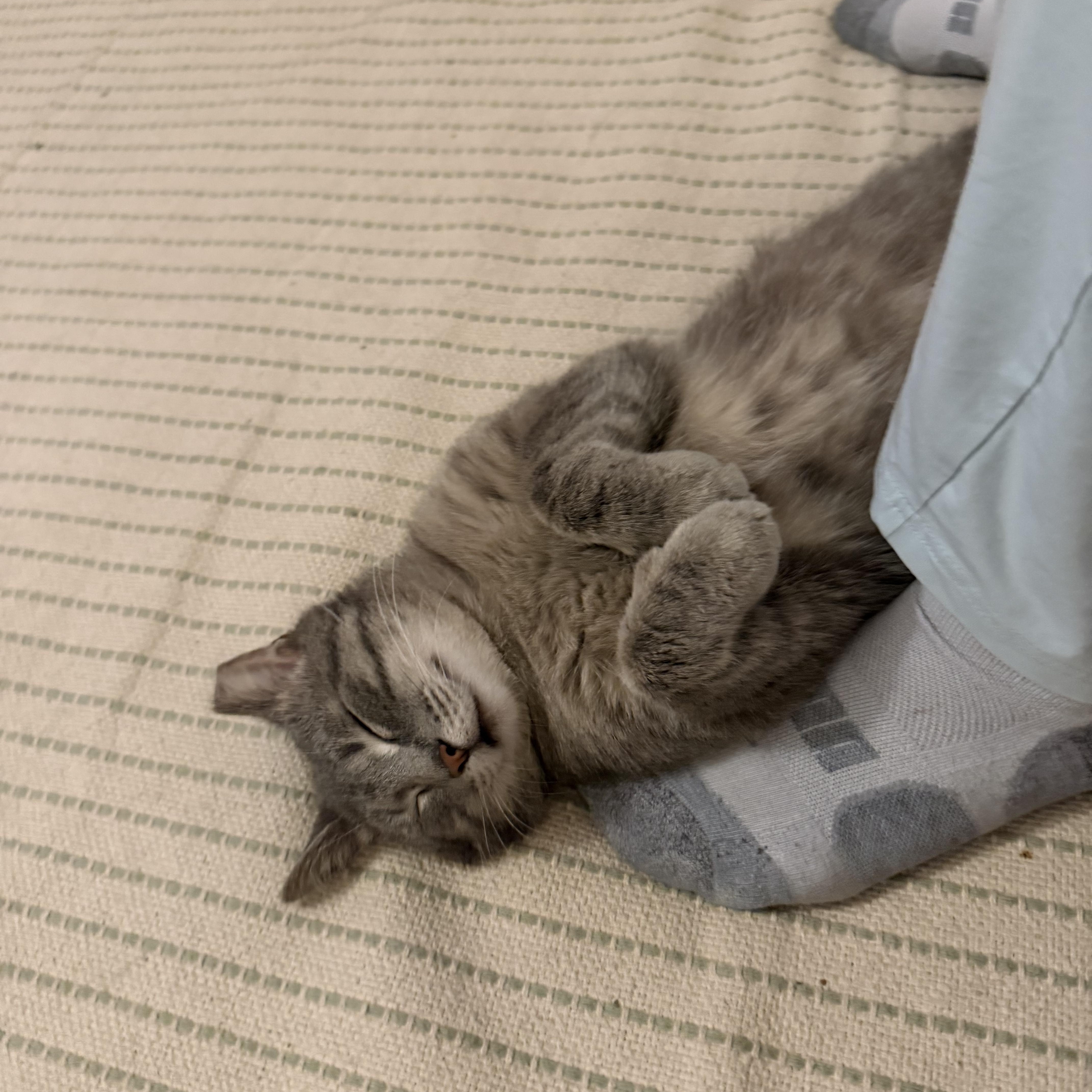 Enlarge Robbie, a ADOPTABLE Domestic Short Hair in Milwaukee, WI image 5/6
