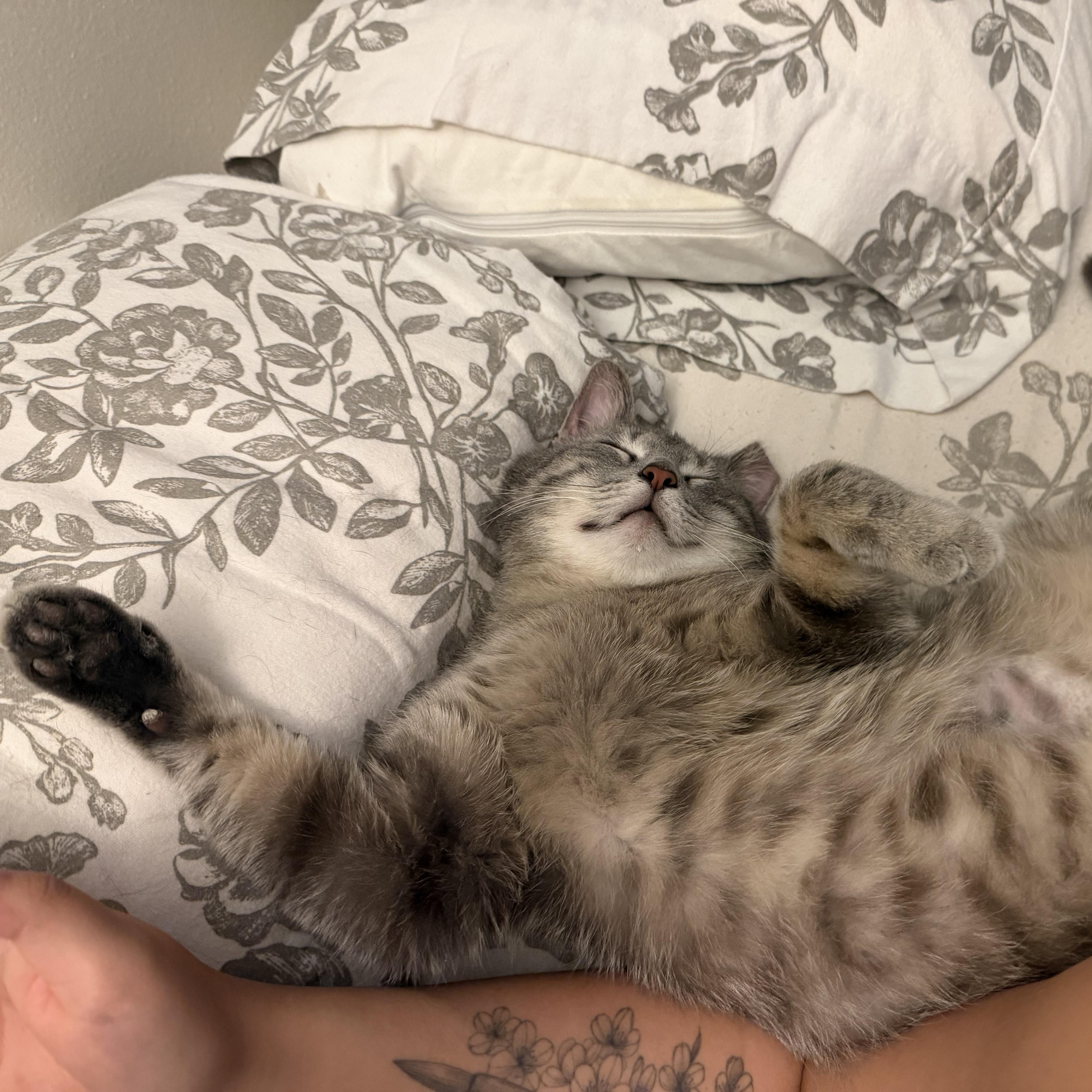 Enlarge Robbie, a ADOPTABLE Domestic Short Hair in Milwaukee, WI image 4/6