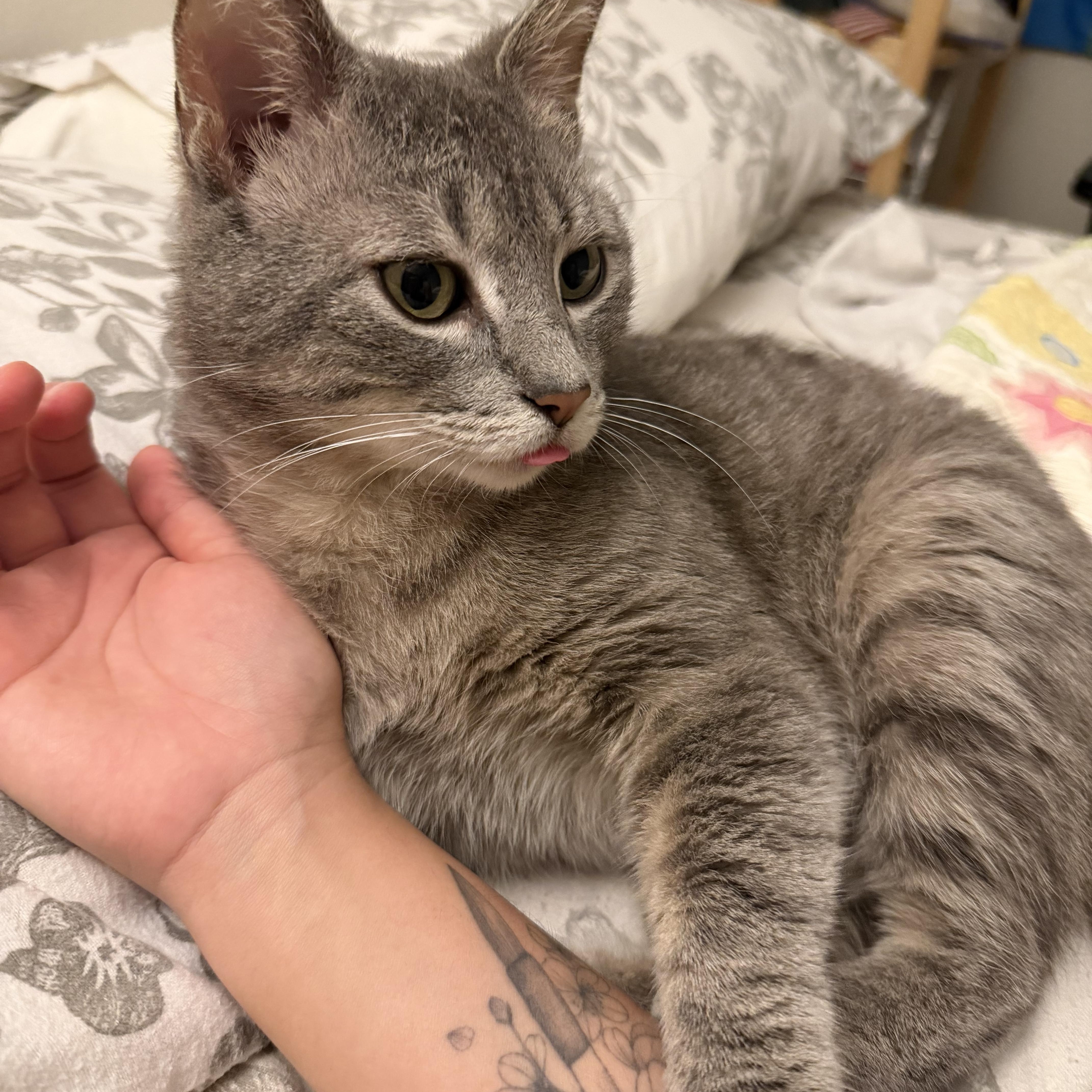 Enlarge Robbie, a ADOPTABLE Domestic Short Hair in Milwaukee, WI image 1/6
