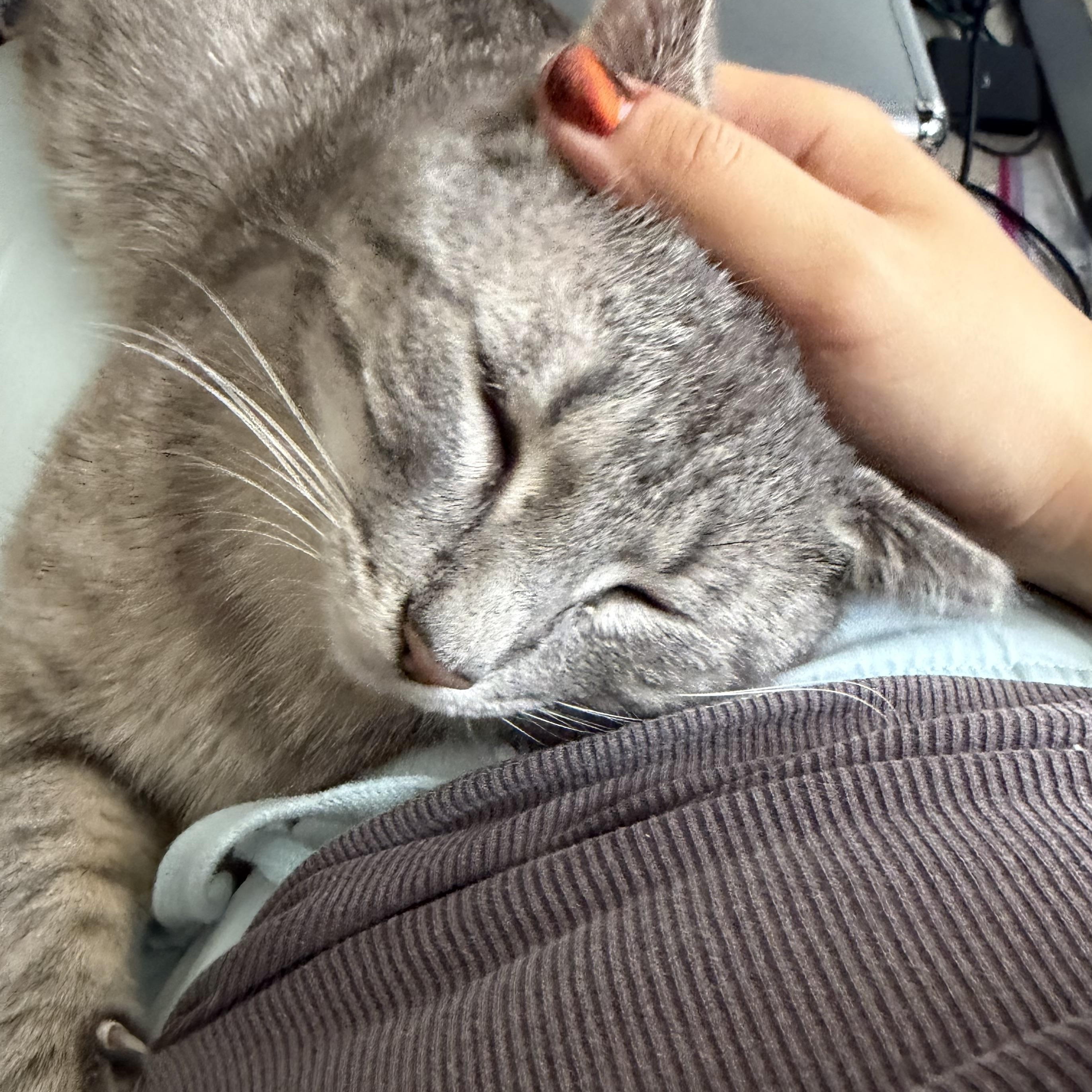 Enlarge Robbie, a ADOPTABLE Domestic Short Hair in Milwaukee, WI image 6/6