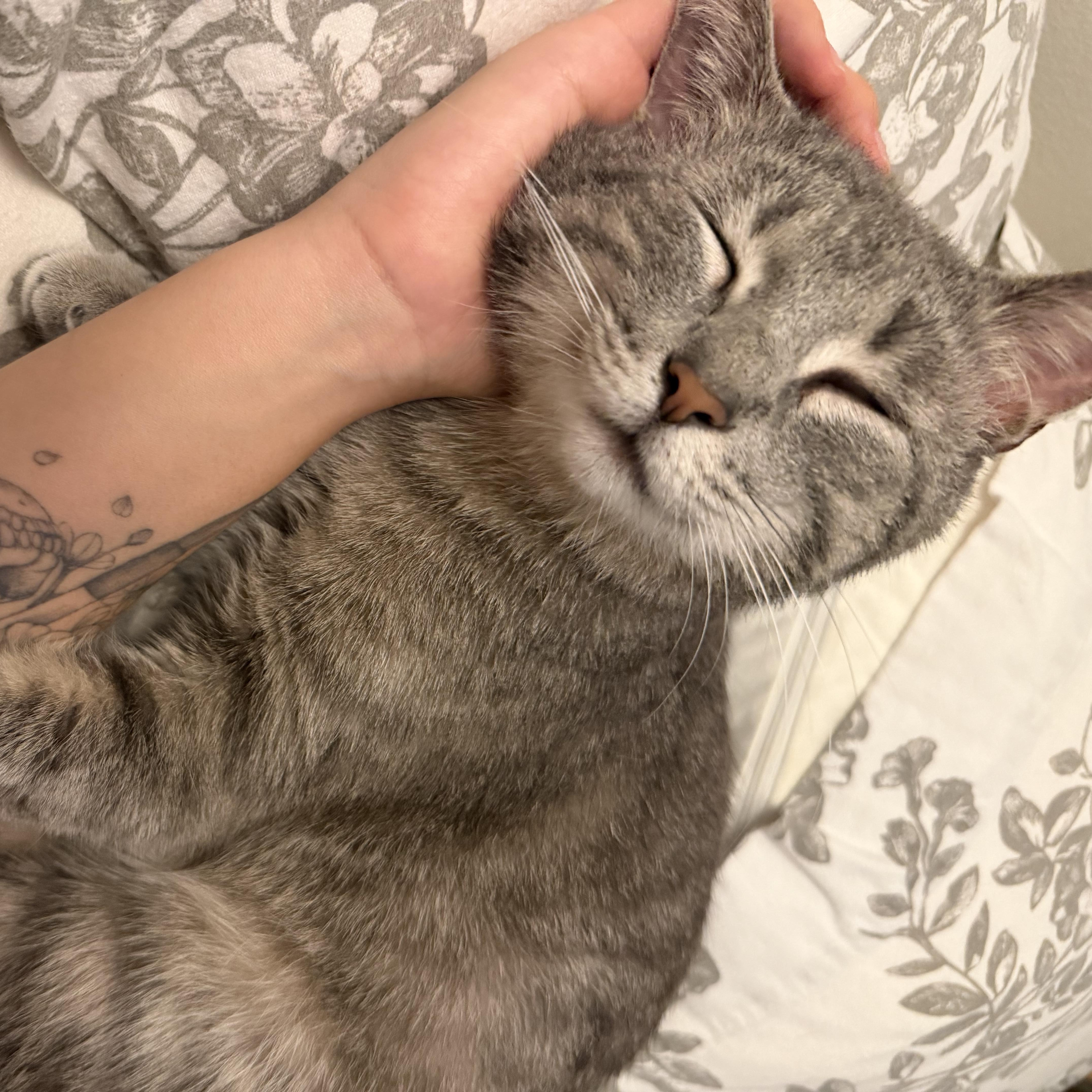 Enlarge Robbie, a ADOPTABLE Domestic Short Hair in Milwaukee, WI image 2/6
