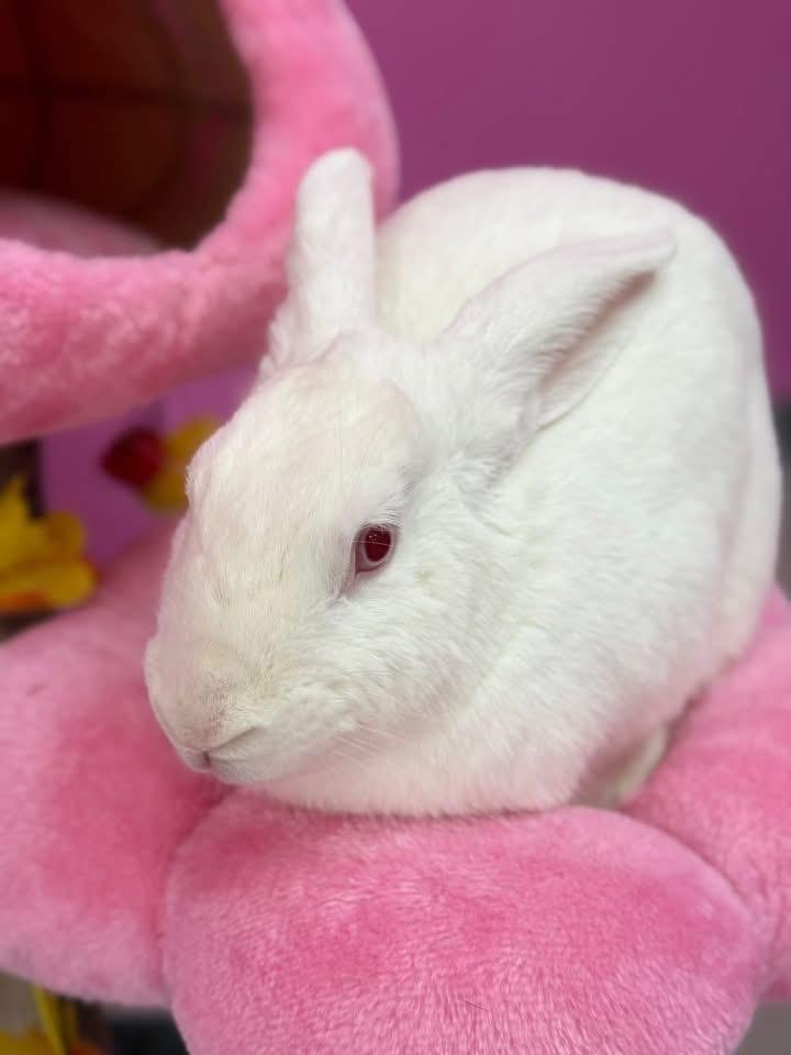 Enlarge Ears, a ADOPTABLE New Zealand in St. Charles, MO image 1/4