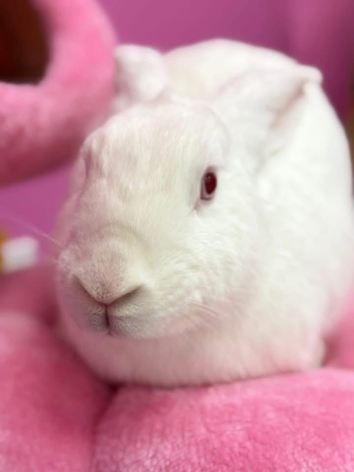 Enlarge Ears, a ADOPTABLE New Zealand in St. Charles, MO image 3/4