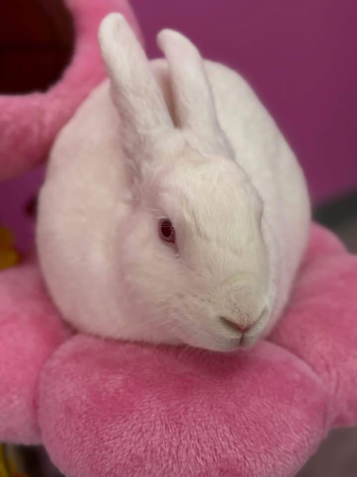 Enlarge Ears, a ADOPTABLE New Zealand in St. Charles, MO image 4/4