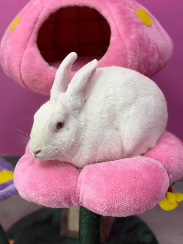 Enlarge Ears, a ADOPTABLE New Zealand in St. Charles, MO image 2/4