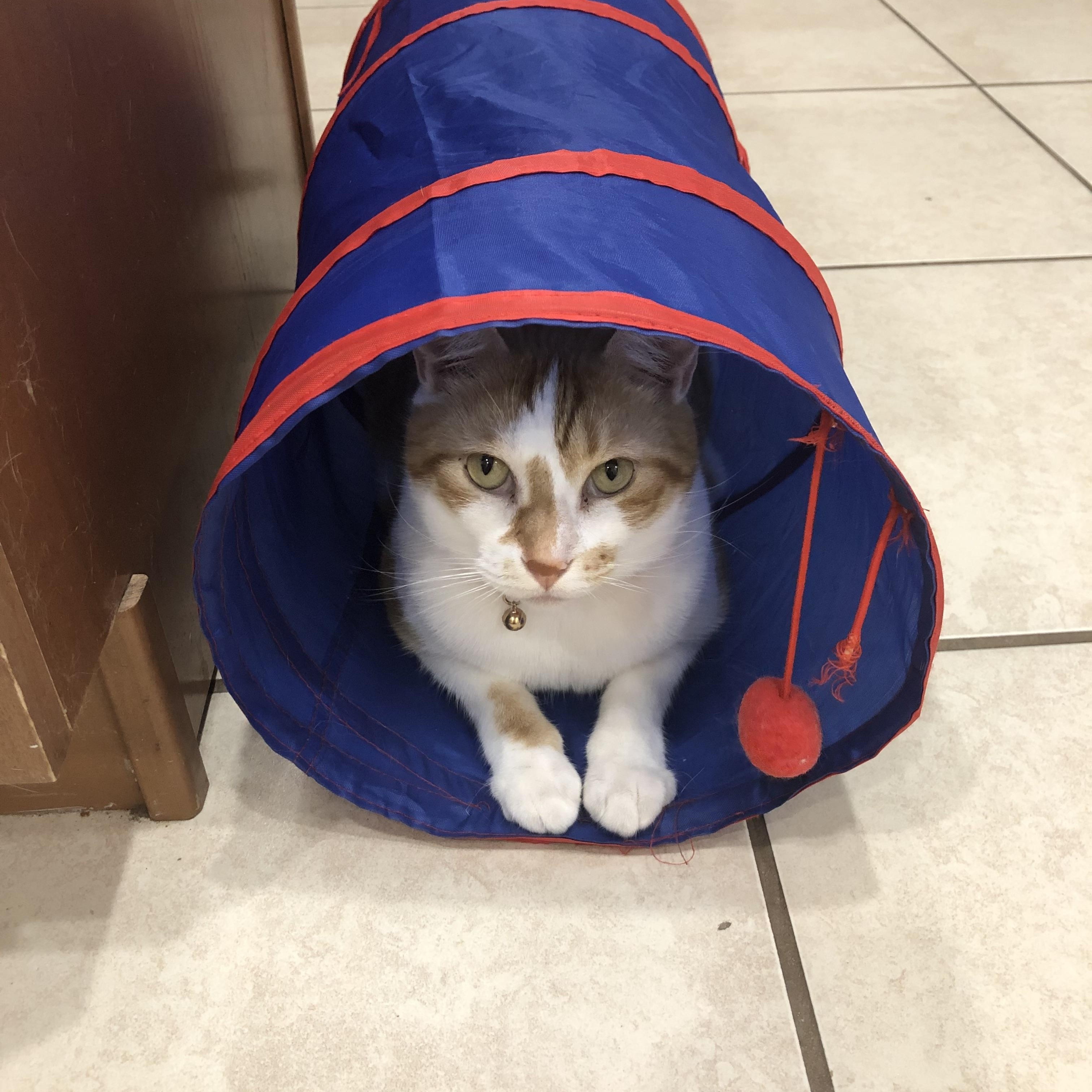 Enlarge Todd, a Adoptable Domestic Short Hair in Montgomery, AL image 3/6