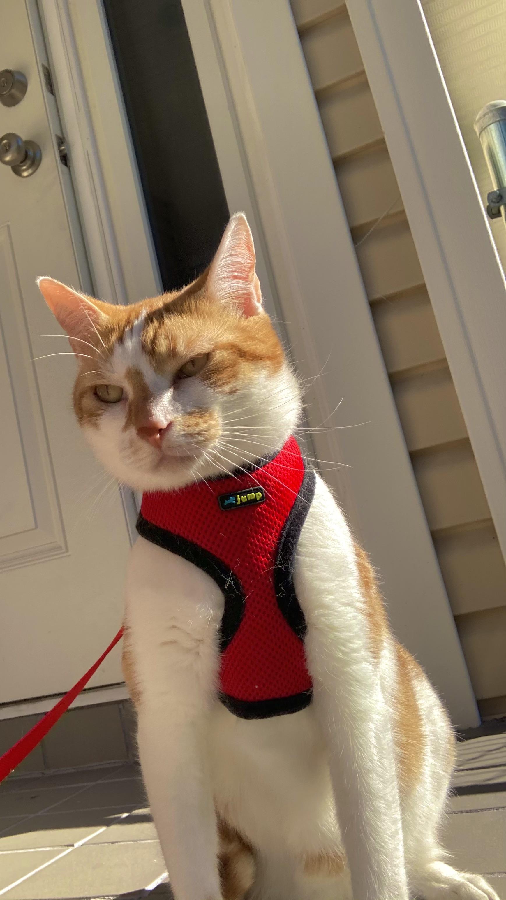 Enlarge Todd, a Adoptable Domestic Short Hair in Montgomery, AL image 2/6