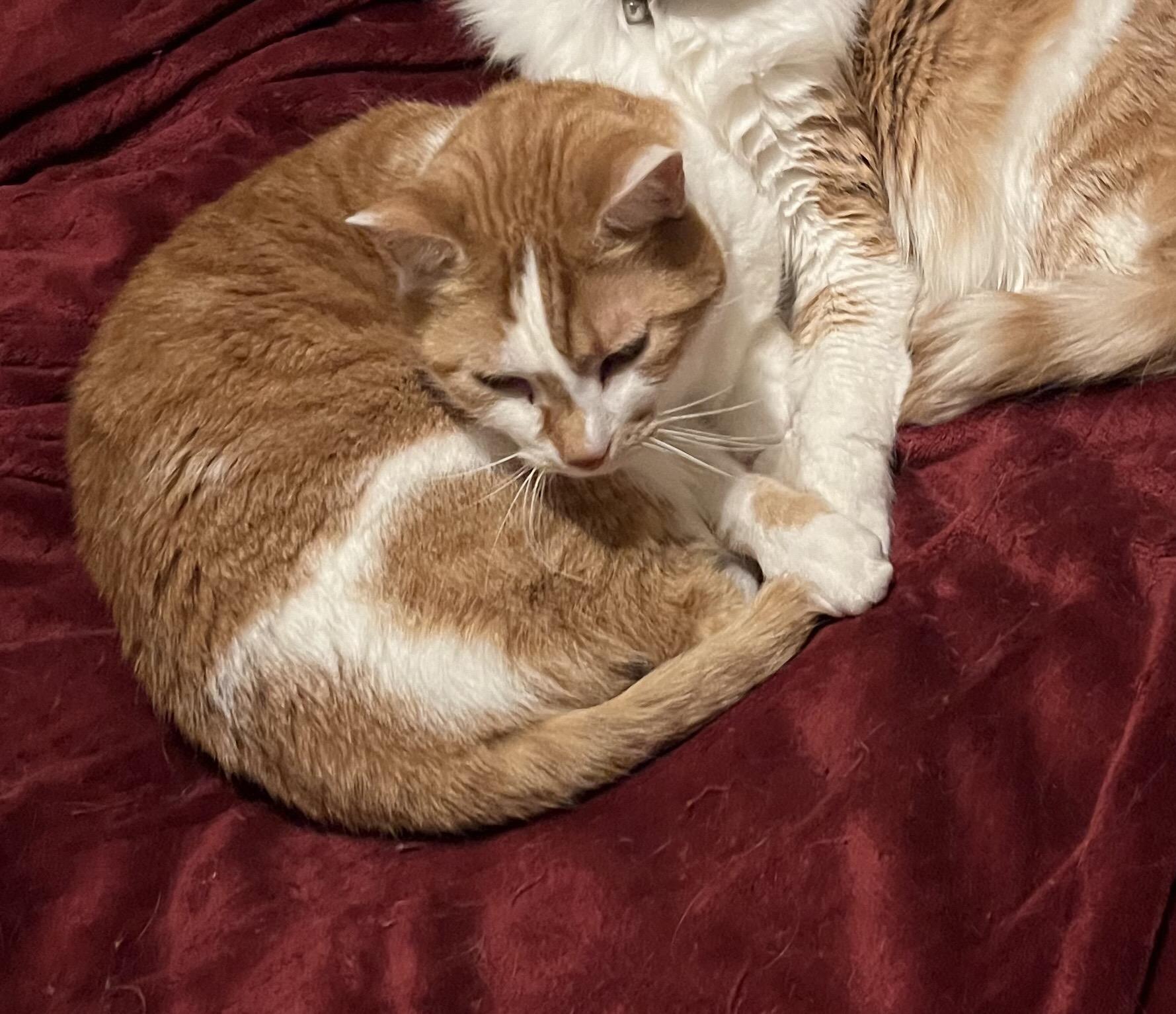 Enlarge Todd, a Adoptable Domestic Short Hair in Montgomery, AL image 6/6