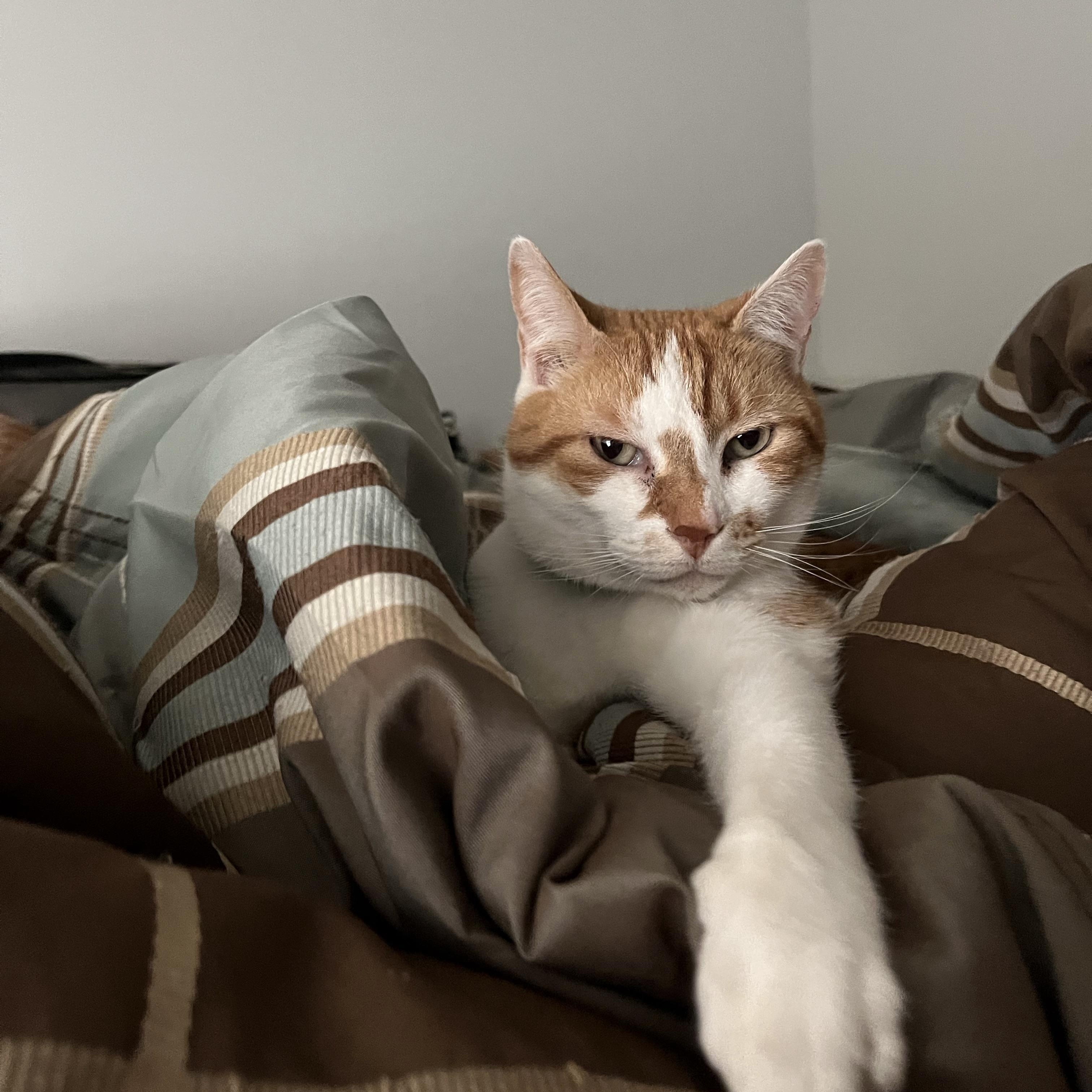 Enlarge Todd, a Adoptable Domestic Short Hair in Montgomery, AL image 5/6