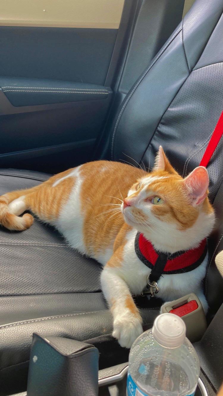 Enlarge Todd, a Adoptable Domestic Short Hair in Montgomery, AL image 4/6