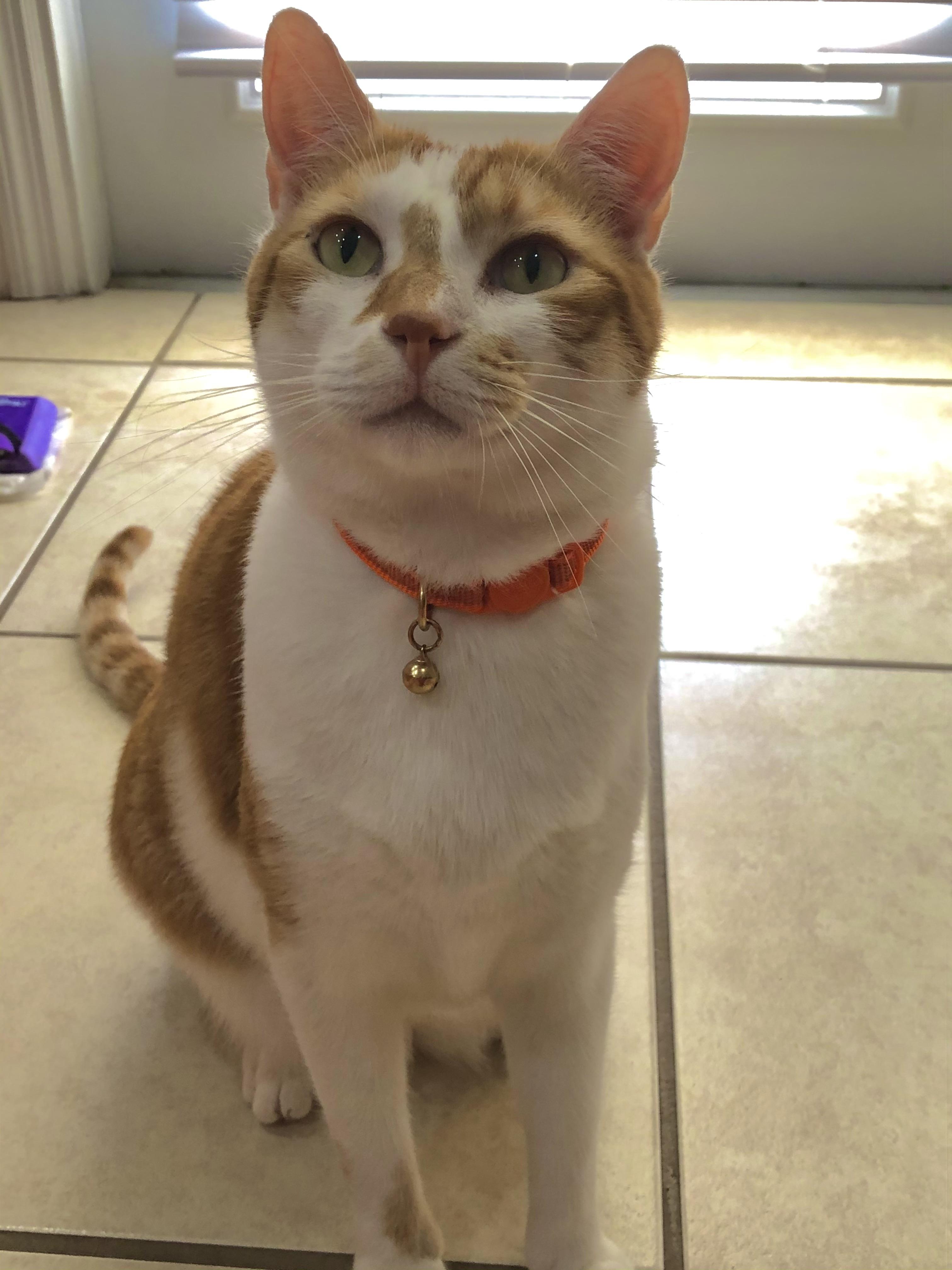 Enlarge Todd, a Adoptable Domestic Short Hair in Montgomery, AL image 1/6