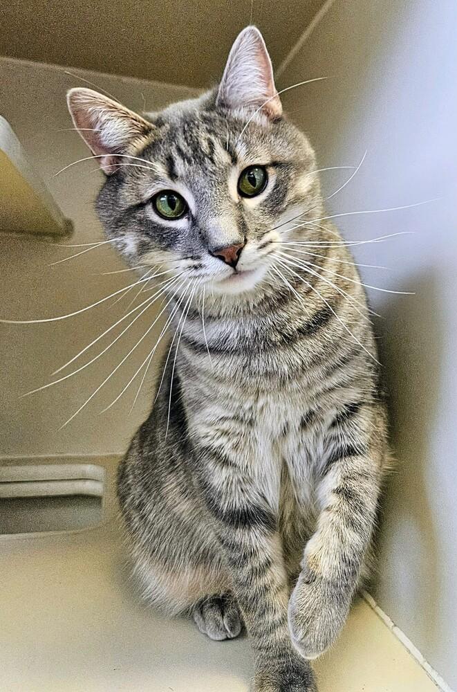 Quinn, Adoptable, Young Male Domestic Short Hair & American Shorthair.
