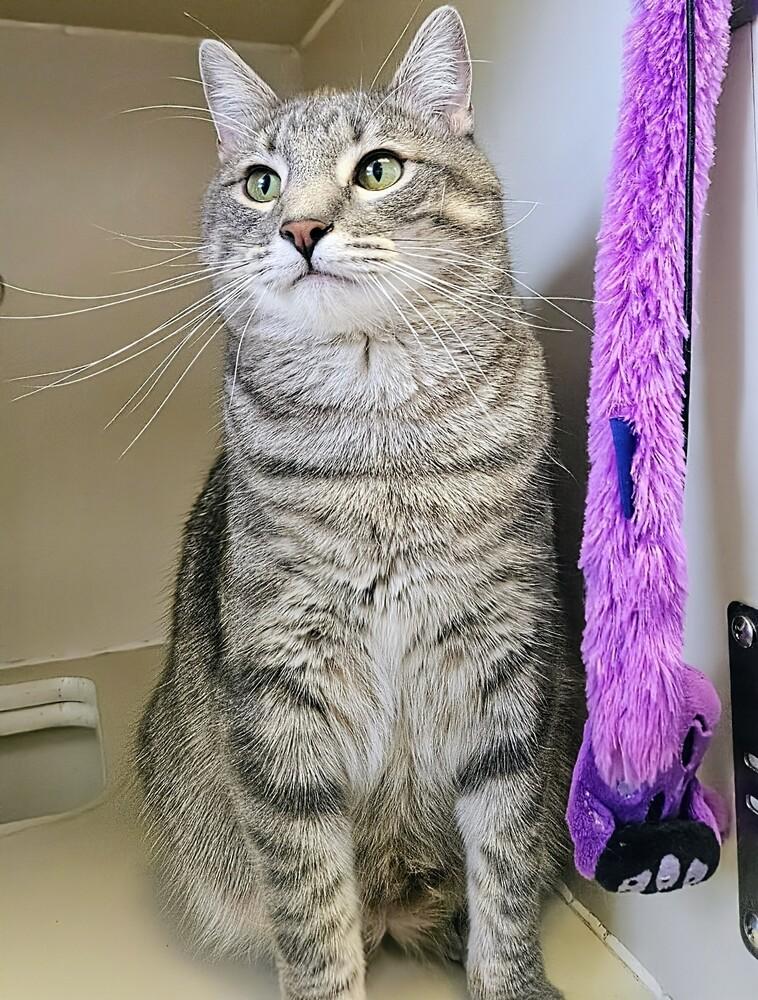 Quinn, a Adoptable mixed breed in Leadville, CO image 2/5