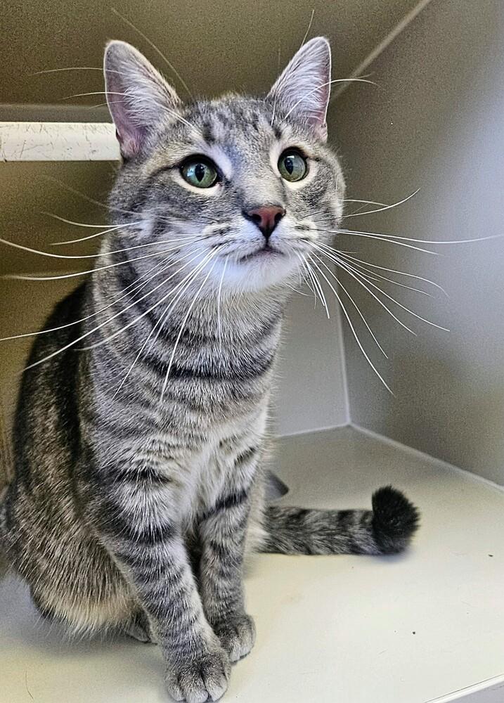 Quinn, a Adoptable mixed breed in Leadville, CO image 3/5