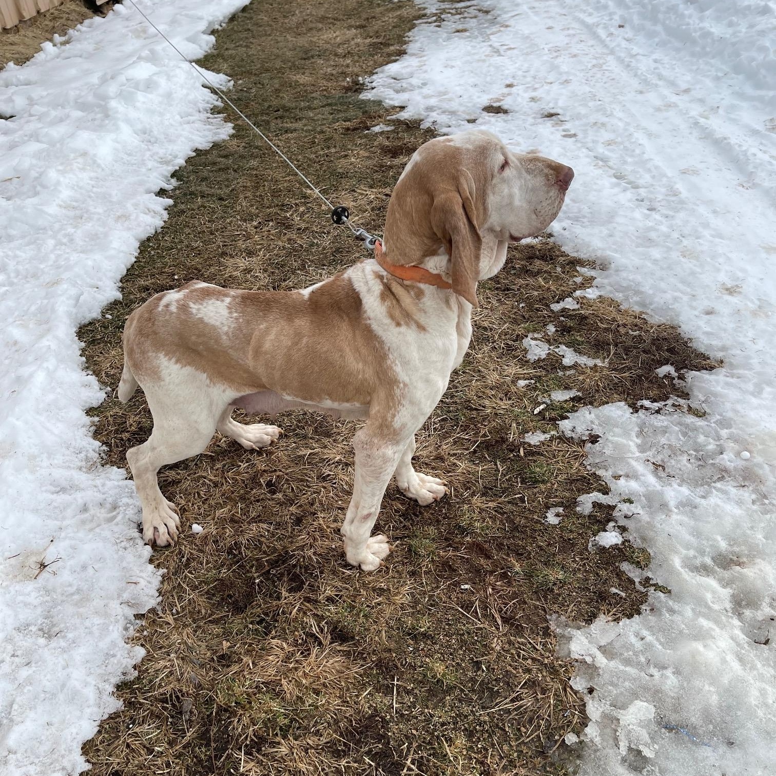 Enlarge Rosa-NJ, an adopted Bracco Italiano in Whitehouse Station, NJ image 2/2
