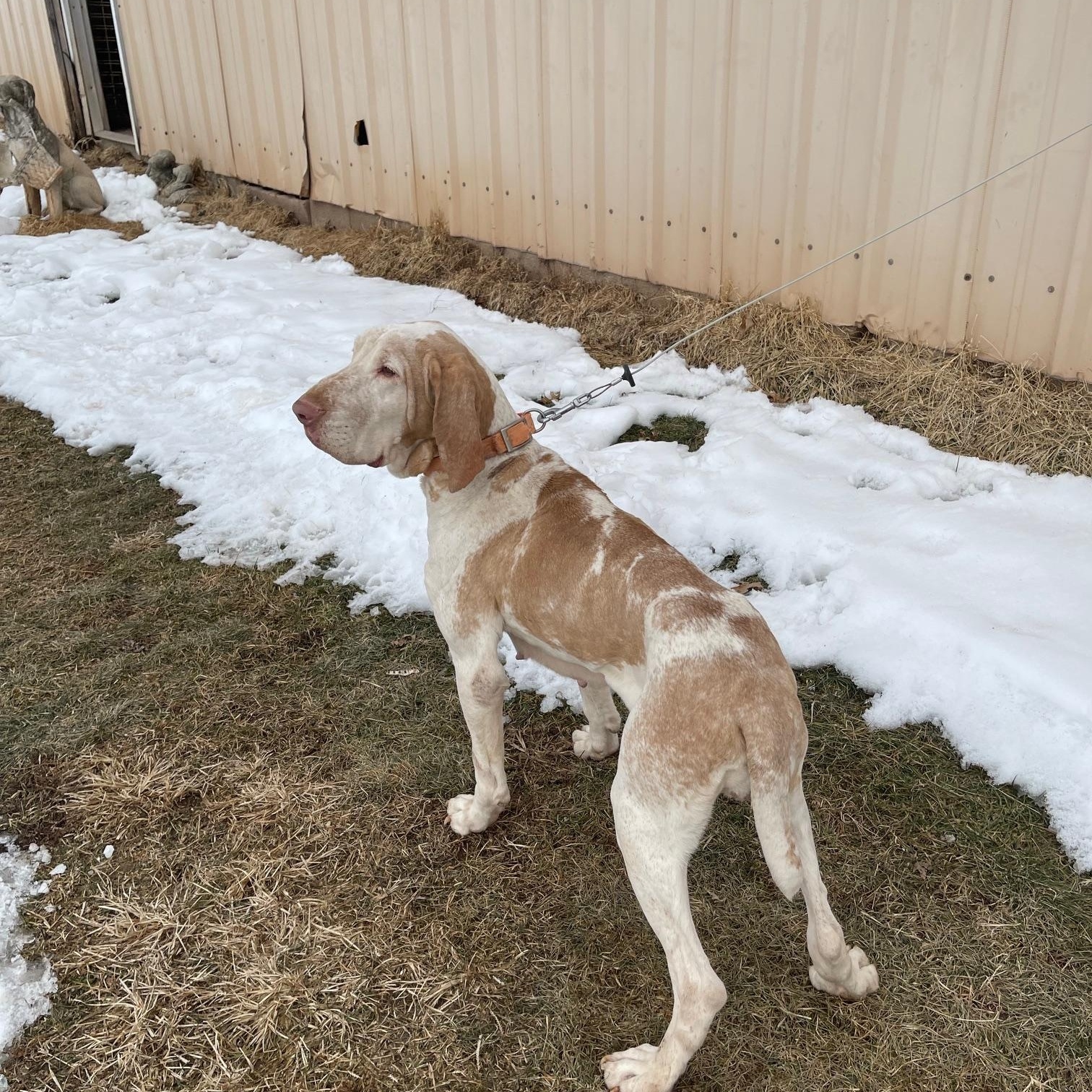 Rosa-NJ, adopted, Adult Female Bracco Italiano.