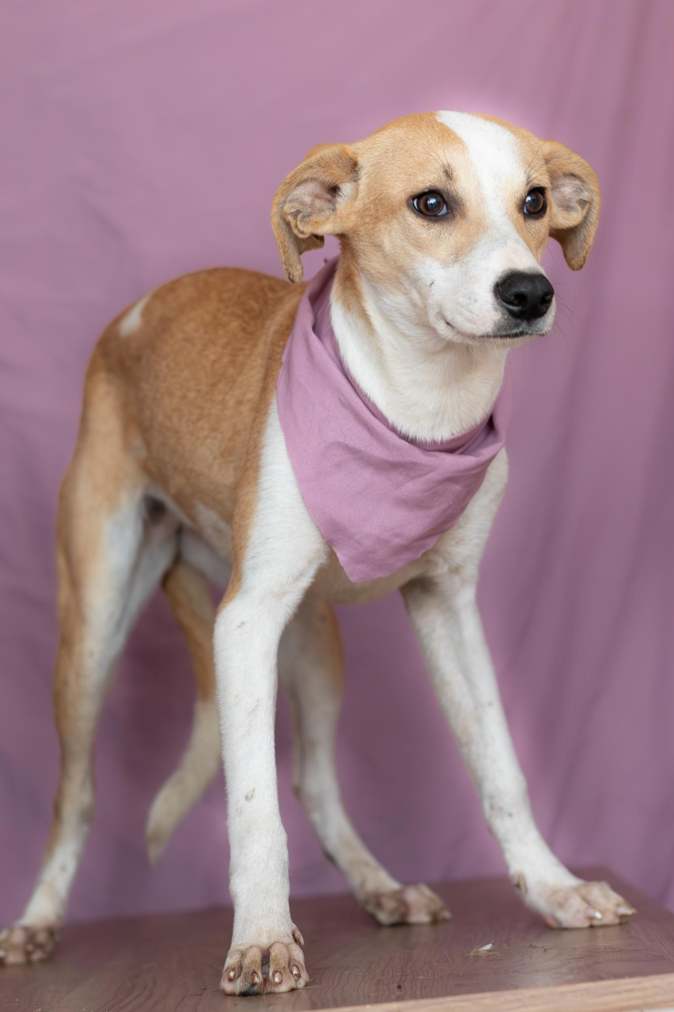 Enlarge Daisy, a Adoptable mixed breed in Tijuana, BCN image 5/6