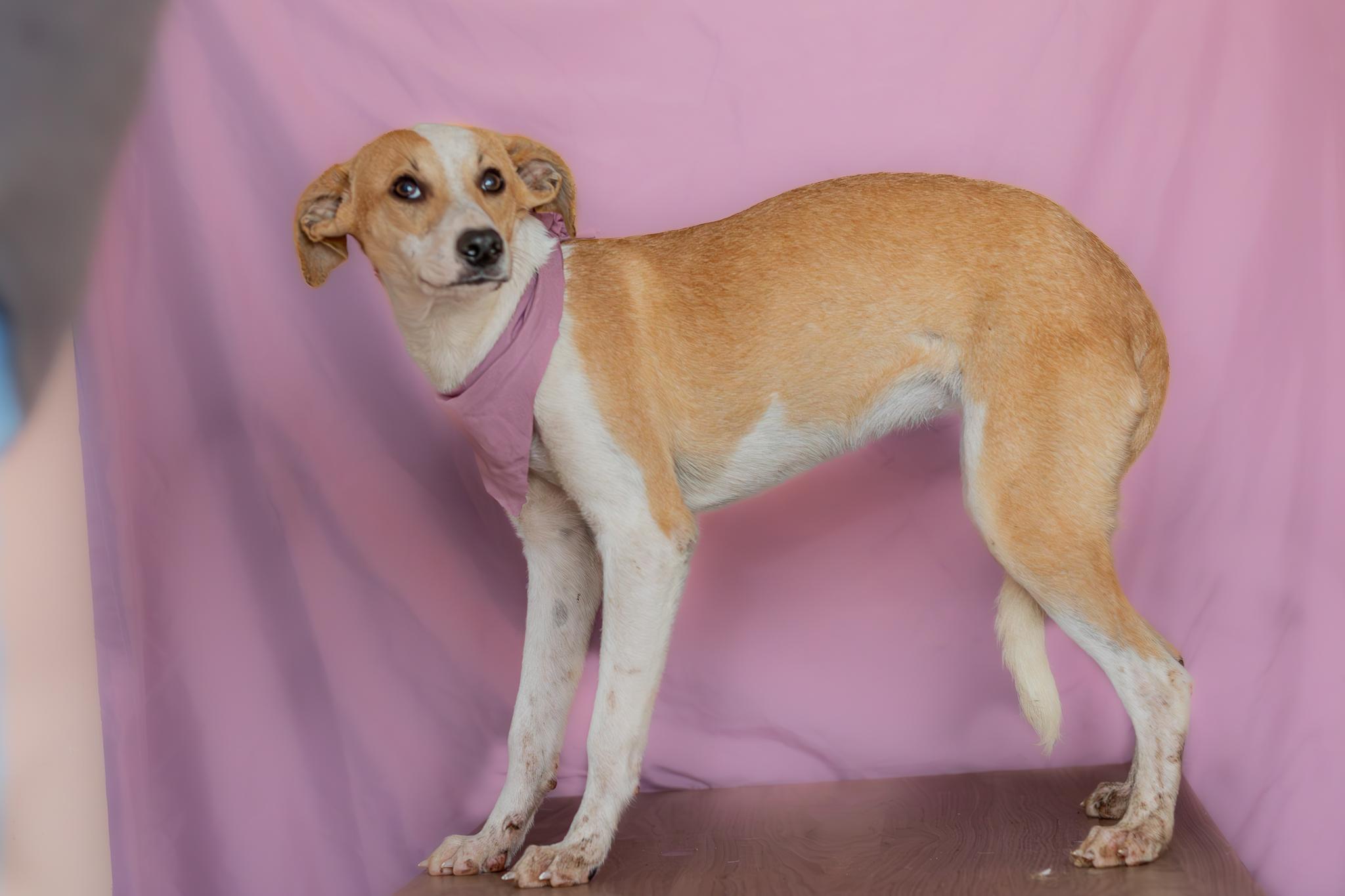 Enlarge Daisy, a Adoptable mixed breed in Tijuana, BCN image 4/6