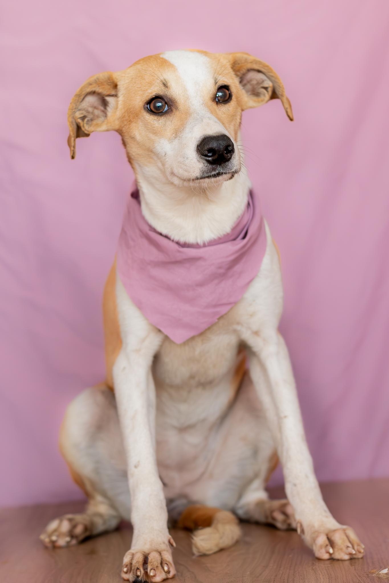 Enlarge Daisy, a Adoptable mixed breed in Tijuana, BCN image 3/6