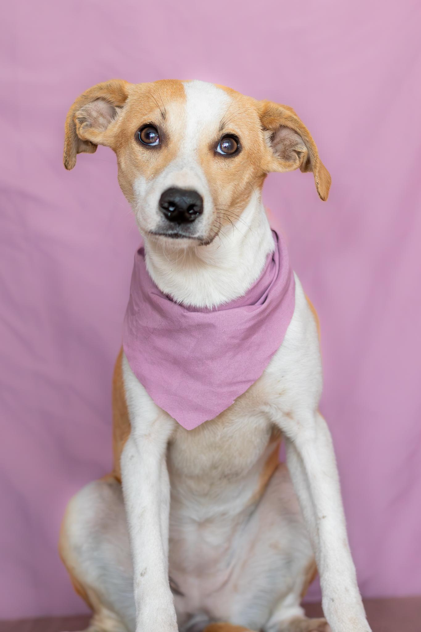 Daisy, Adoptable, Young Female Whippet & Pharaoh Hound.