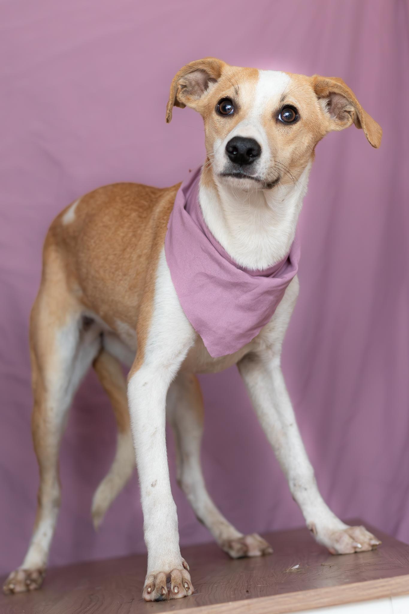 Enlarge Daisy, a Adoptable mixed breed in Tijuana, BCN image 2/6
