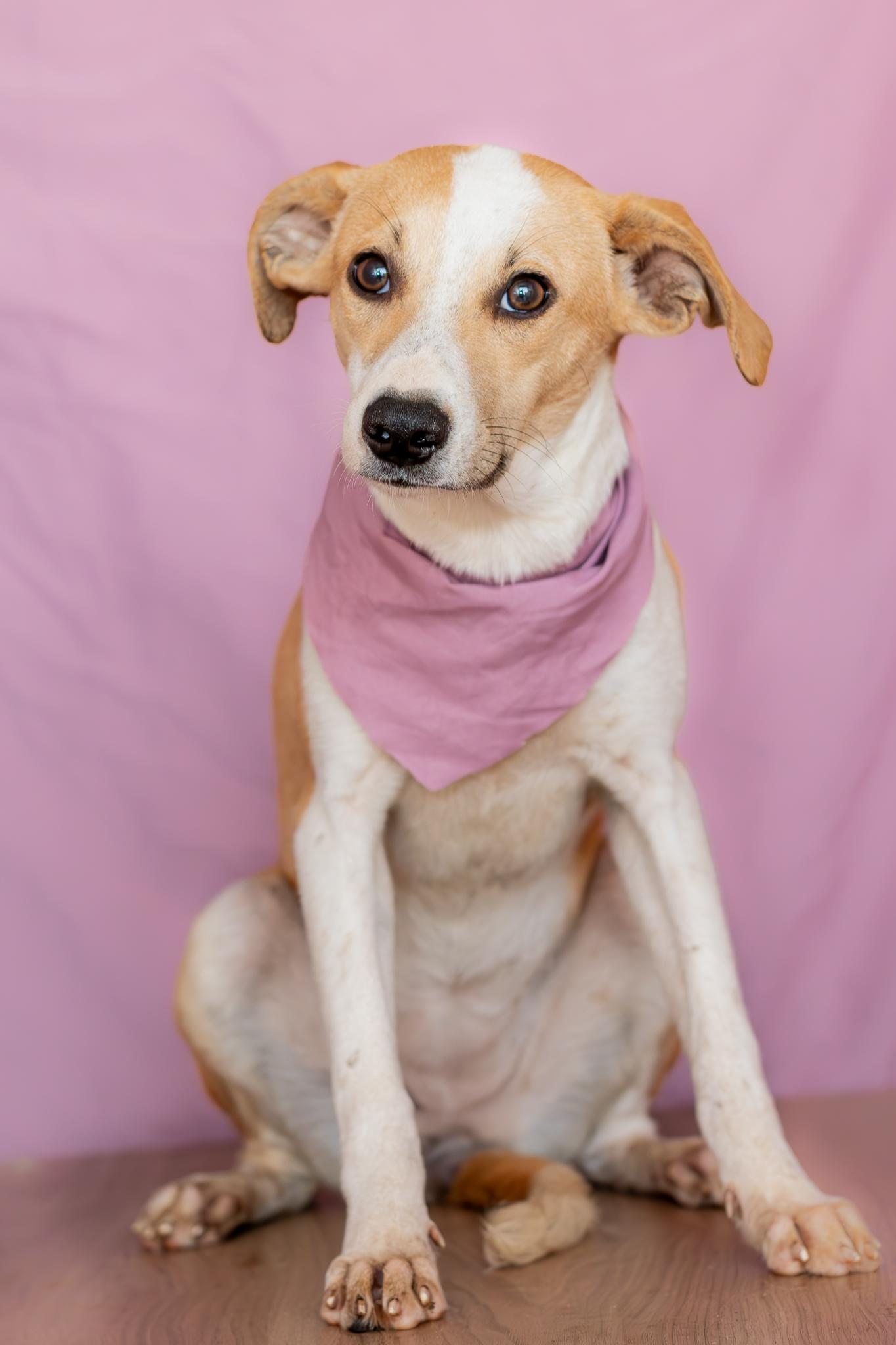 Enlarge Daisy, a Adoptable mixed breed in Tijuana, BCN image 6/6