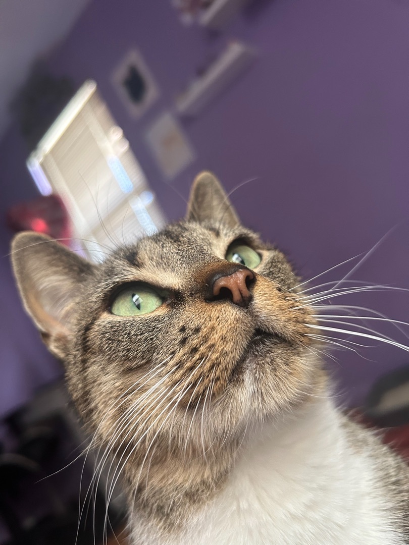 Jade  3