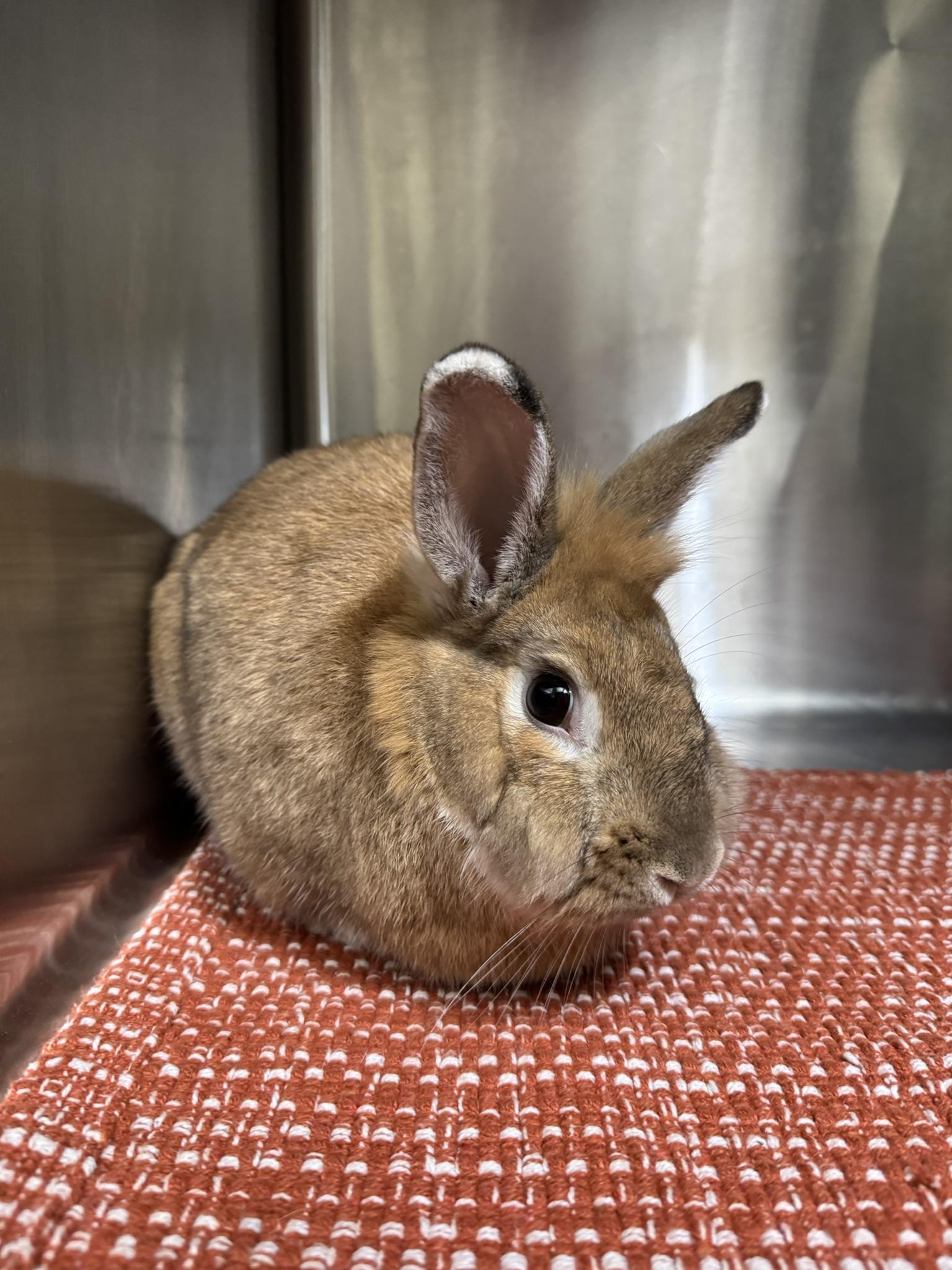 Enlarge Willow, a Adoptable mixed breed in Ponchatoula, LA image 3/3