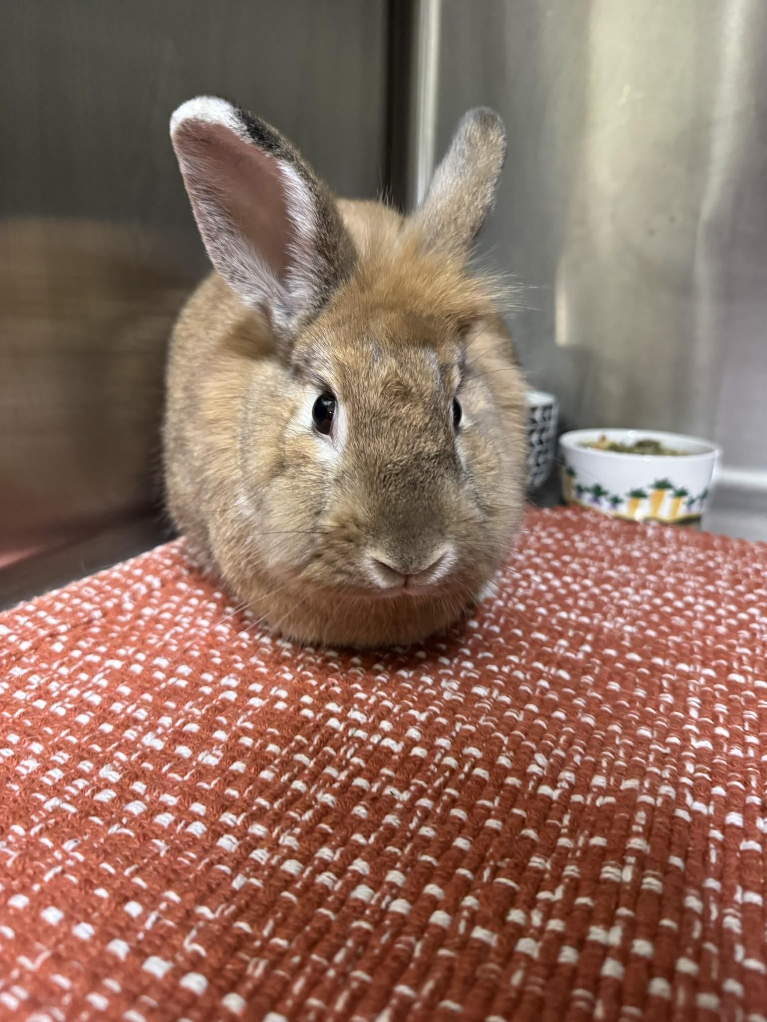 Willow, Adoptable, Young Female Dutch.