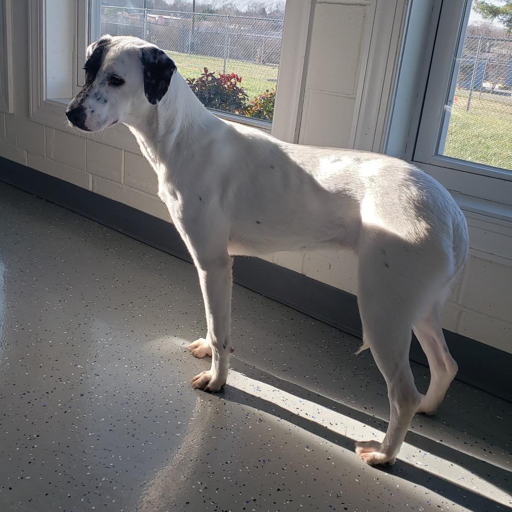 Enlarge Frosty, a Adoptable Mixed Breed in Danville, KY image 1/2