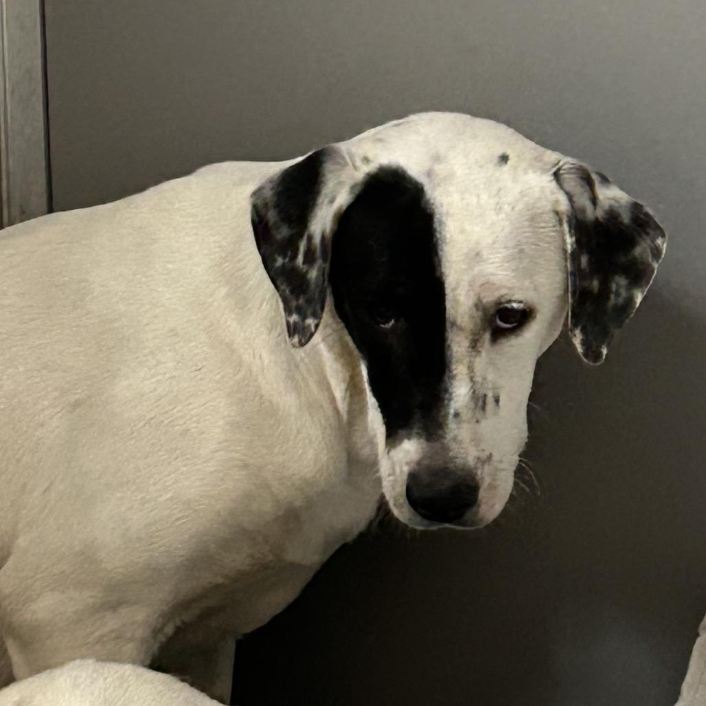 Enlarge Frosty, a Adoptable Mixed Breed in Danville, KY image 2/2