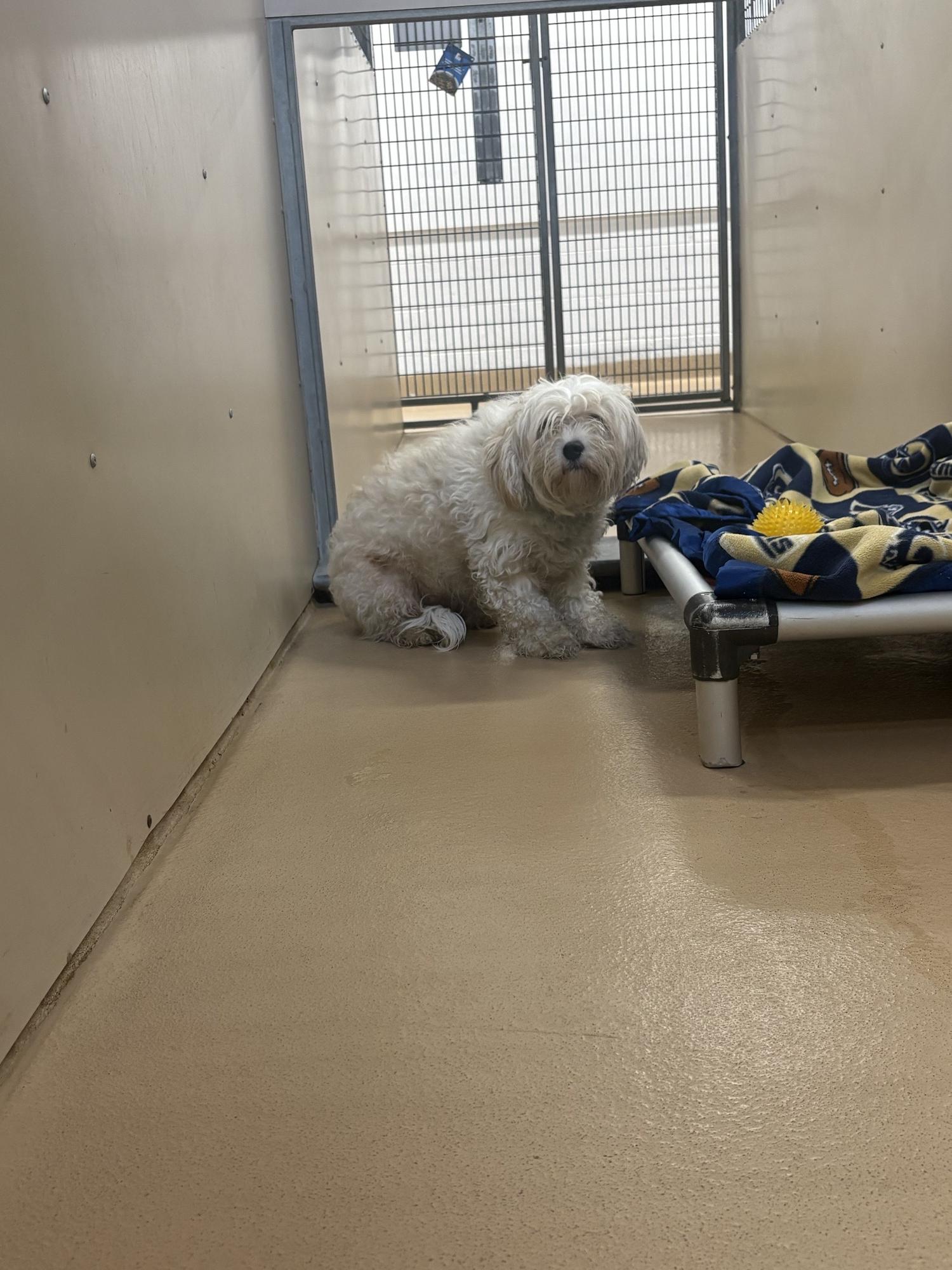 Lily, adopted, Adult Female Havanese.