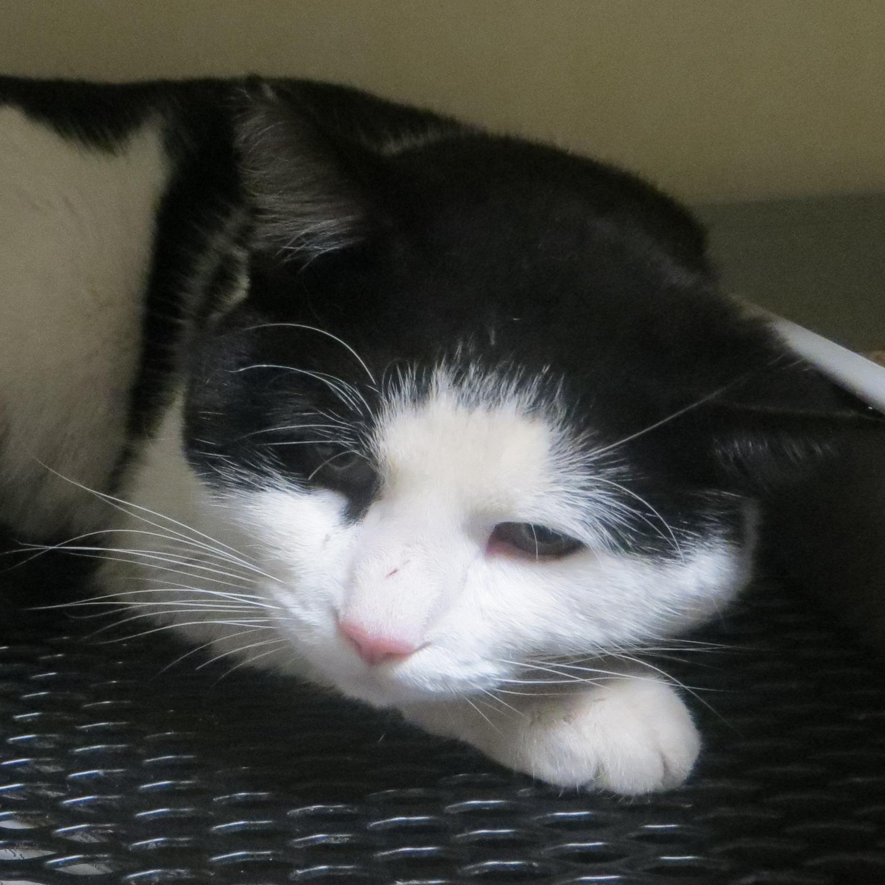 Enlarge RANDY, a ADOPTABLE Domestic Short Hair in Taunton, MA image 4/6