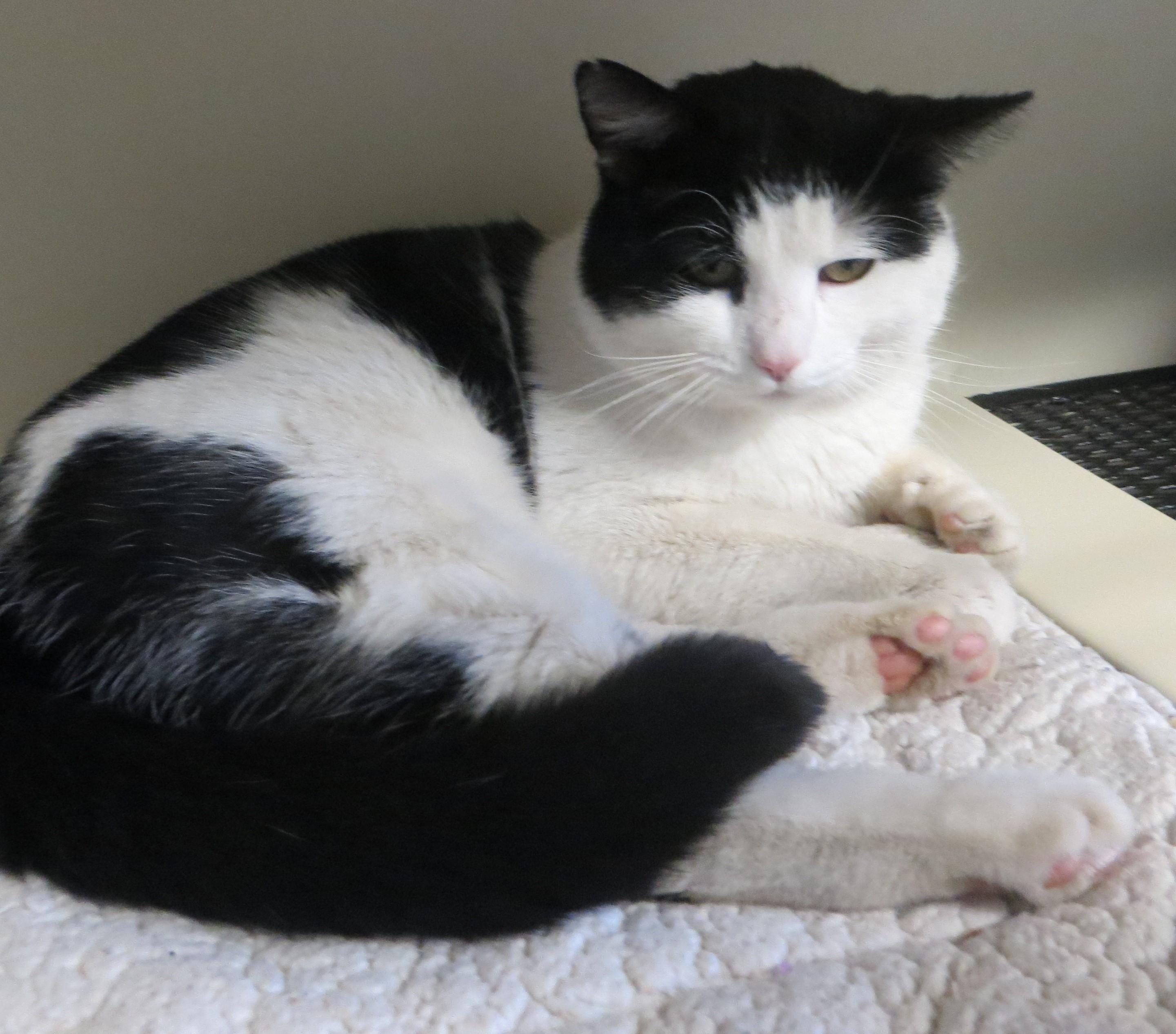 Enlarge RANDY, a ADOPTABLE Domestic Short Hair in Taunton, MA image 3/6